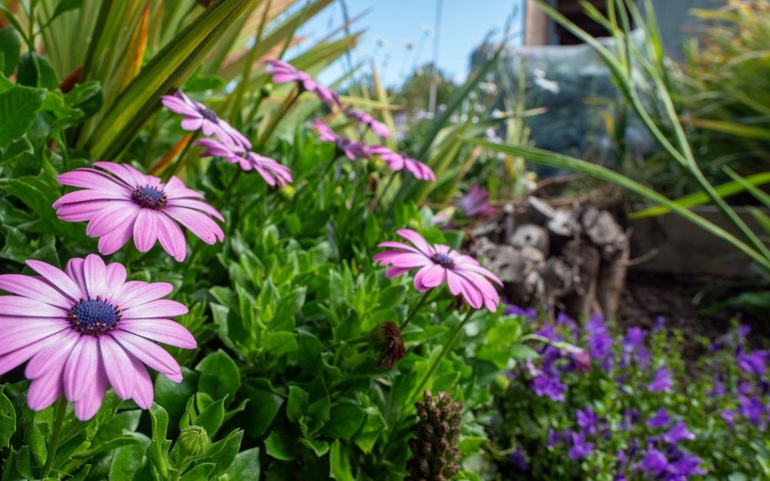 Green Lanes Allotments Open Day: September 2026